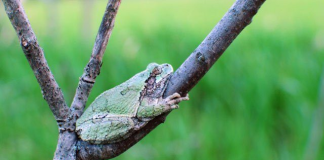 A Freezing Cold Frog