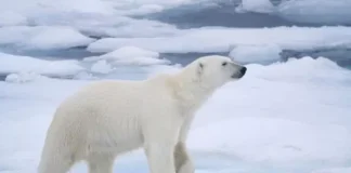 UnBEARably Exciting! An Arctic Adventure in the Beaufort Sea with Polar Bear Researcher Nick Paroshy