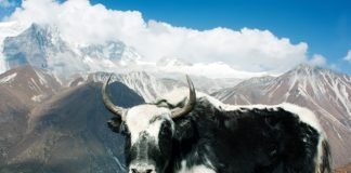 Top Ten Mountain Animals at the Highest Heights