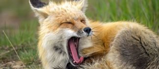 Introducing the rad red fox!