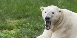 Congrats on a whale of a season, Earth Rangers! yawning polar bear