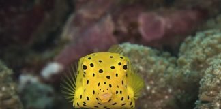 Top Ten Underwater Animals with Spots yellow boxfish