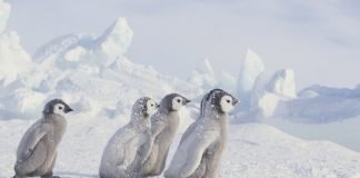 Top Ten Animals that Love the Snow Young Emperor Penguins