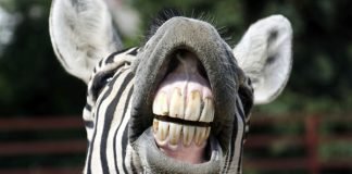 Happy World Smile Day Zebra smile