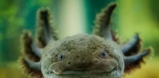 Meet a real-life water monster!