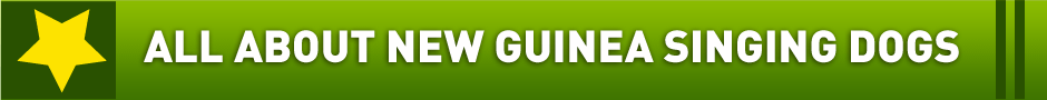 All about New Guinea Singing Dogs All about New Guinea Singing Dogs