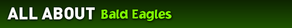 All about bald eagles