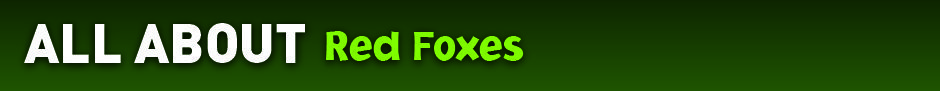AllAbout_RedFoxes