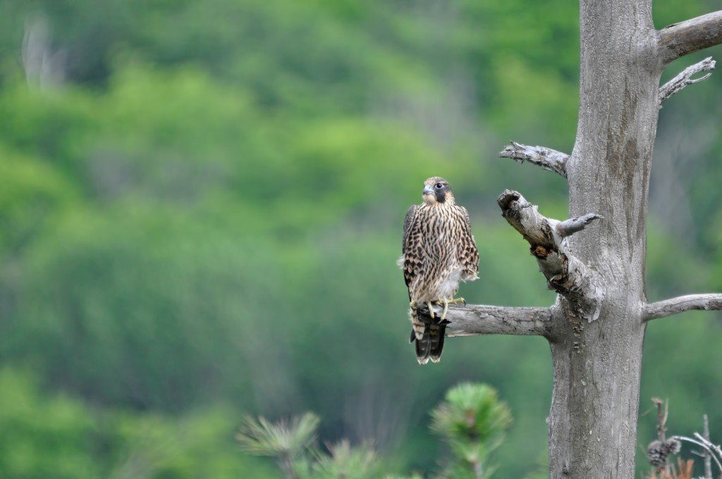Apr2016 Peregrine Update Article - NCC