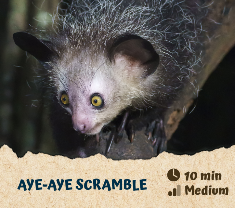 Aye-Aye Scramble