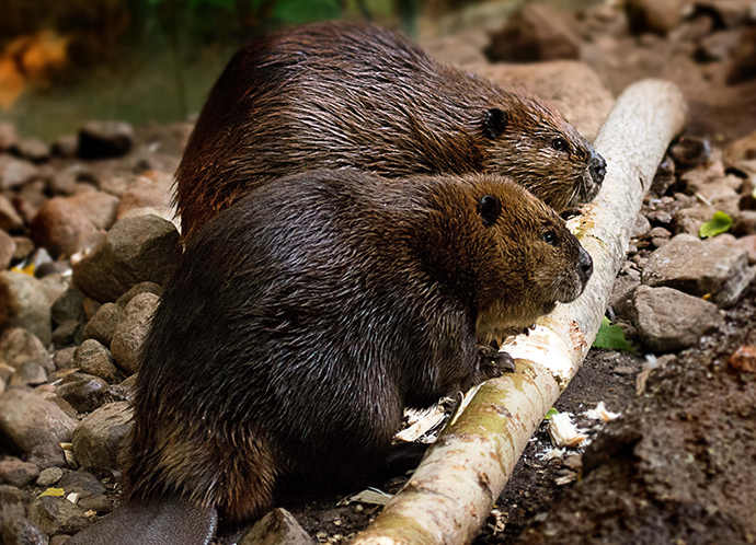 Beaver Beaver