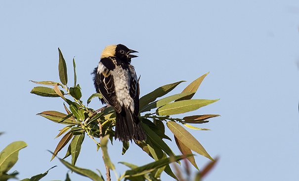 Bobolink