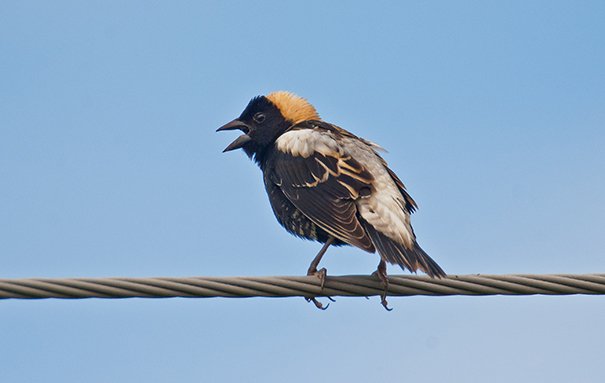 Bobolink