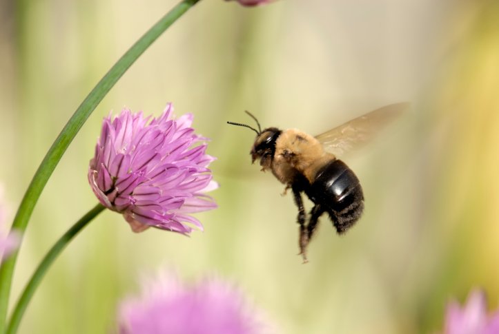 Bumblebee Bumblebee flower