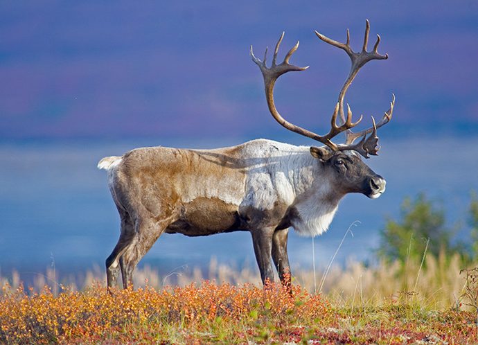 Caribou Caribou