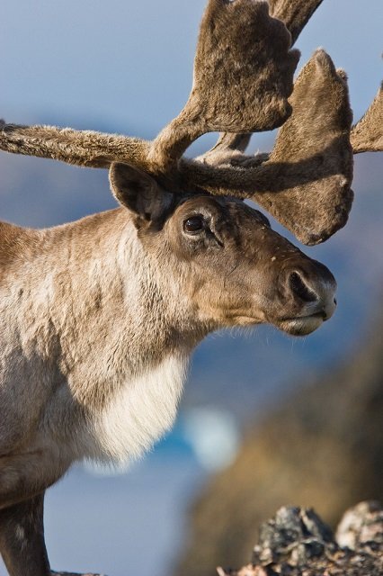 Parks Canada and Heiko Wittenborn. All rights reserved.