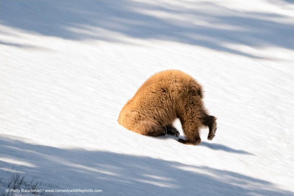 12 of the funniest animal pictures EVER!!