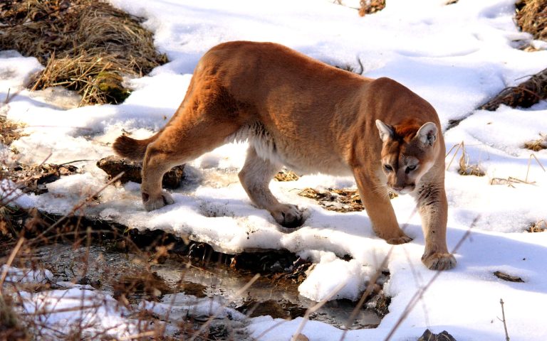 Cougar Cougar