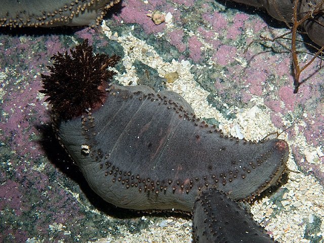 mer gicler nom scientifique