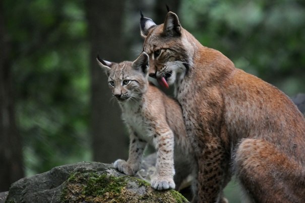 Eurasian lynx mom and cub