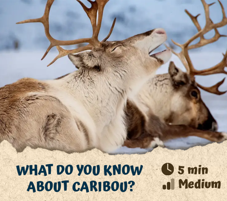 What do you know about caribou?