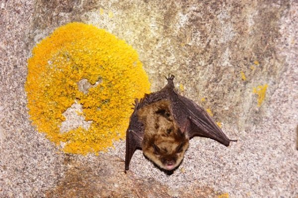 Fortress of Louisbourg bat cave