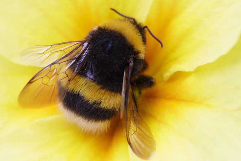 Bumblebee Bumblebee