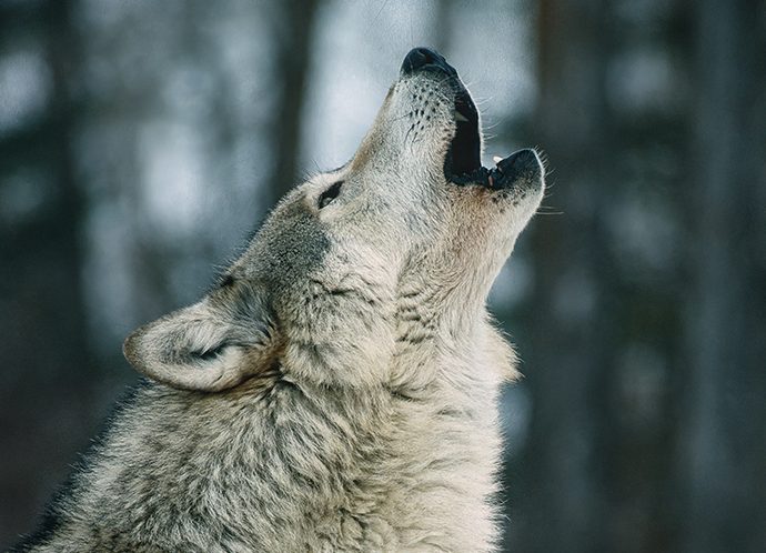 Grey Wolf Grey Wolf