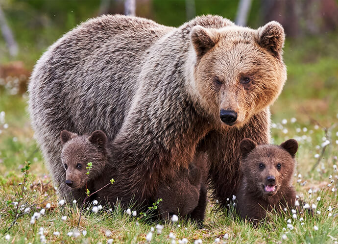 BEAR-y Nice! A Thrilling Adventure in the Rocky Mountain Trench with Julia Poetschke