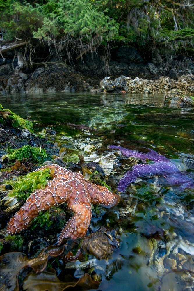 Intertidal life (c) Neil Ever Osborne, Gwaii Haanas