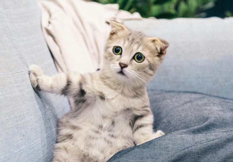 Pawsitively Hilarious Jokes #27