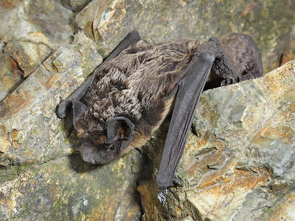 Why You Should Protect Little Brown Bats Earth Rangers Wild Wire Blog Bat Sits On The Stones