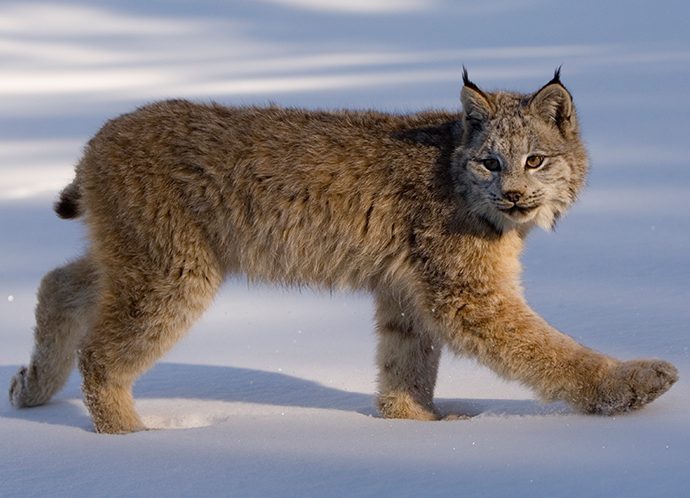 Lynx Lynx