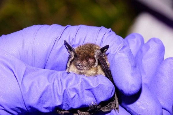 Parks Canada bat research © Ian Harte