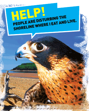 Peregrine Falcon Earth Rangers Wild Wire Blog