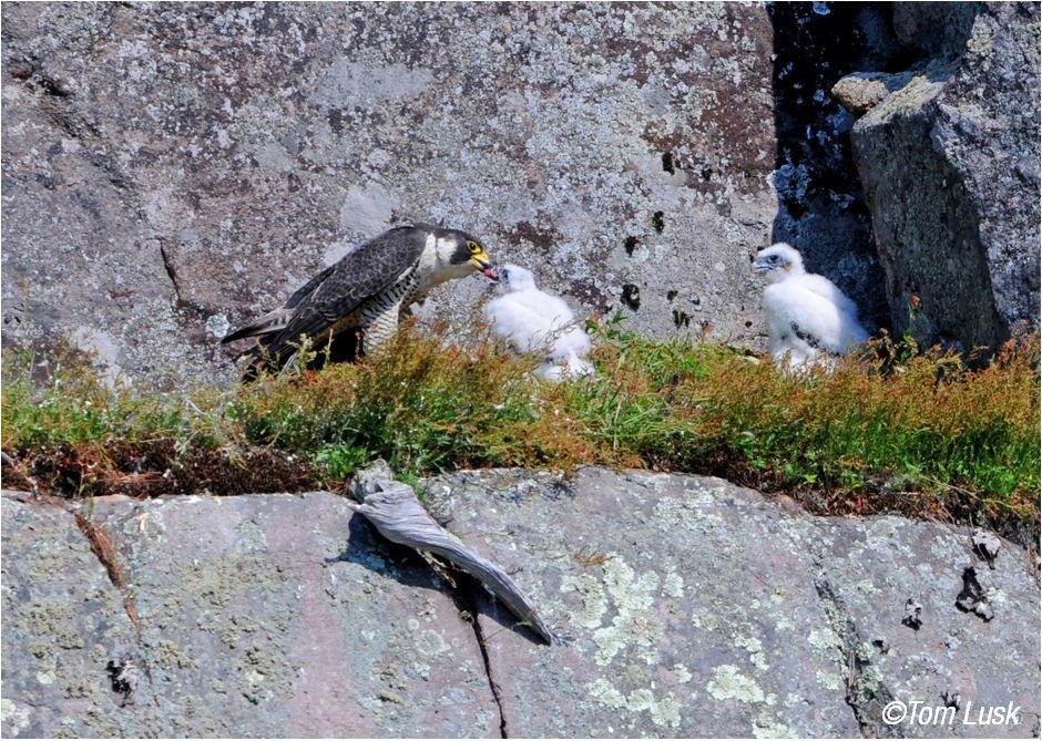 PeregrineFeedingChicks