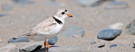 Piping Plover