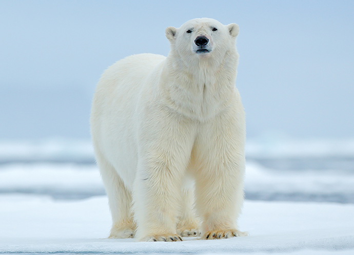 Save the polar bears and protect their icy habitat!