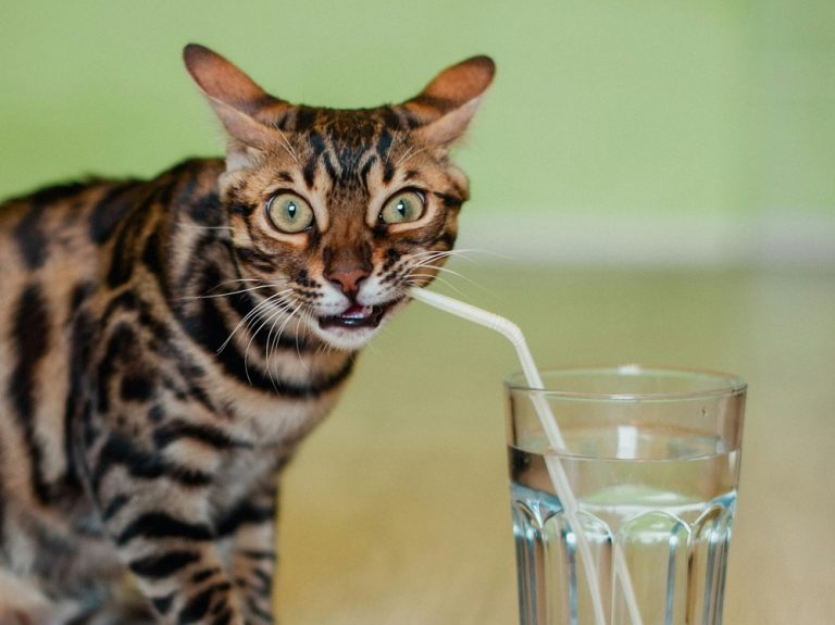 Top 5 Coolest Ways to Keep Cool