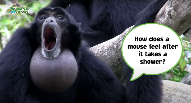 Top 10: Even Funnier Animal Jokes