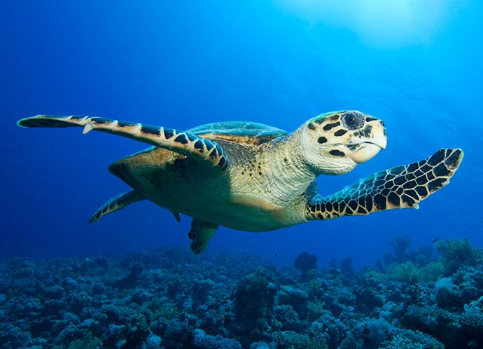 Sea turtle Sea turtle