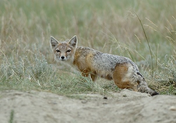 swift fox
