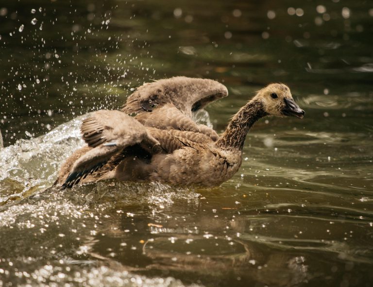 Wildlife Heroes from International Bird Rescue are Here to Answer Your Questions! Wildlife Heroes from International Bird Rescue are Here to Answer Your Questions!