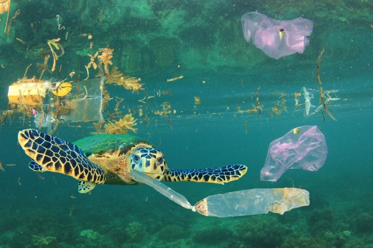 YOU Can Save the Shoreline! YOU Can Save the Shoreline!