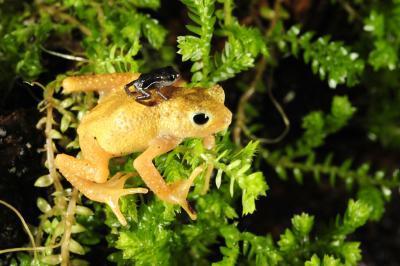 Kihansi spray toad with newborn Kihansi spray toad adult newborn