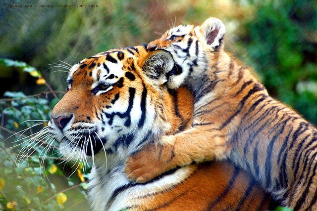 Tiger cub playing tigers cub
