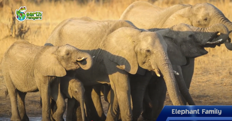 Top 10: Animal Families