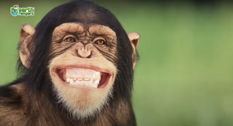 Top 10: Animal Jokes