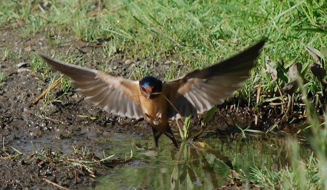 Barn swallow flying water