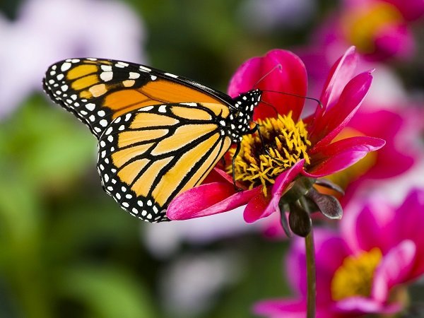 beautiful monarch buttefly